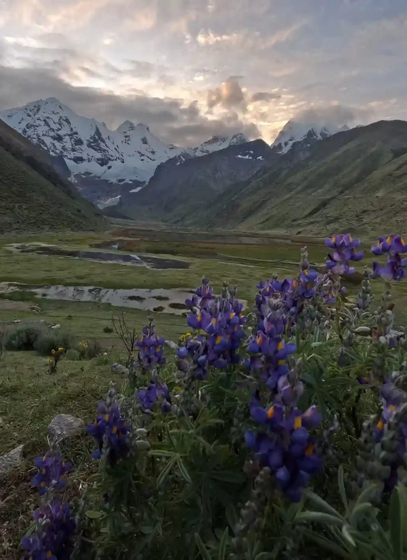 jahuacocha huayhuash